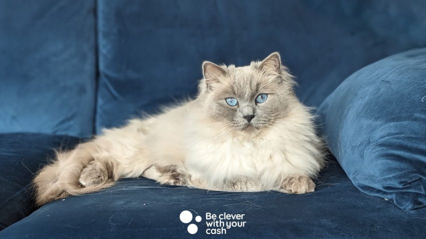 Can pet sitting earn you a little extra money? Pet-sitting