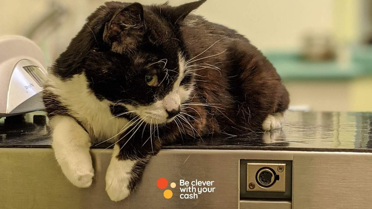 Planned crack down on extortionate vet fees: what’s changing and when